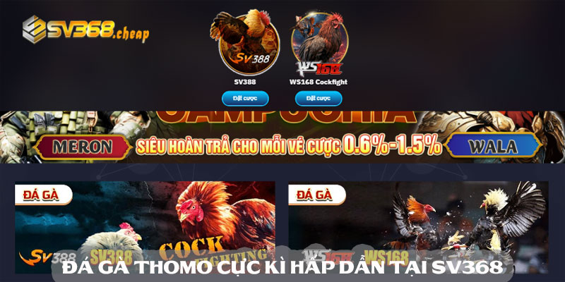 Đá gà thomo cực kì hấp dẫn tại nhà cái sv368